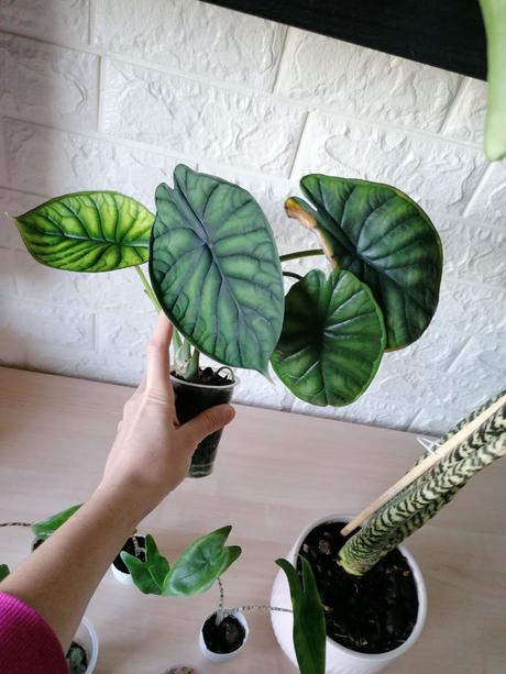 Izbové rastliny / kvety, 