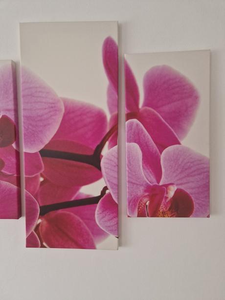 Obraz orchidea,