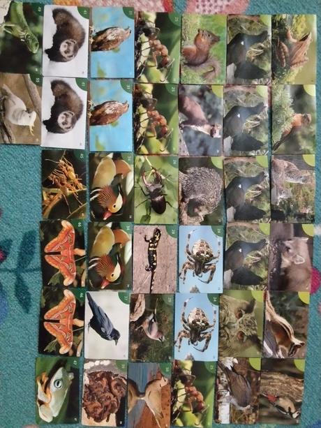 Nálepky animal kingdom kraš staré, 