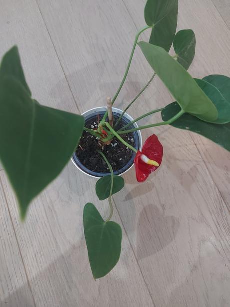 Anturia červená- okrasný kvet -anthurium andreanum,