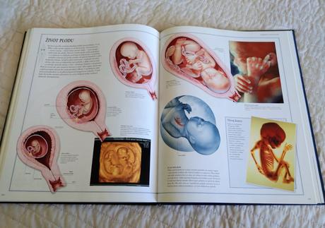 Veľký ilustrovaný atlas ľudské telo,