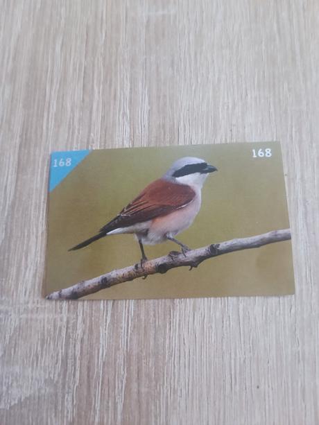 Nálepky animal kingdom, 