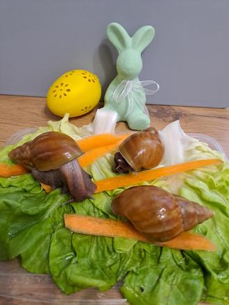 Africký slimáci lissachatina fulica caramel,