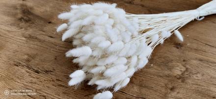 Sušený lagurus - bielený, 