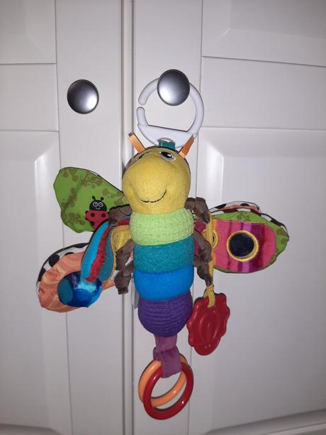 Motýľ tommy lamaze, 