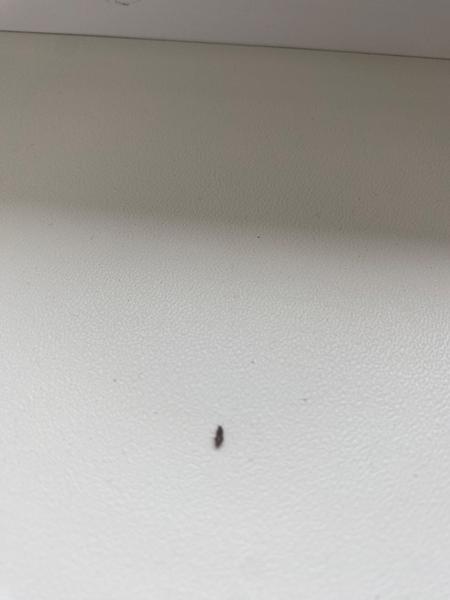 Ako sa zbaviť čiernych mini chrobákov?