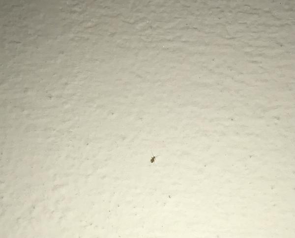 Čo je to za chrobáka?