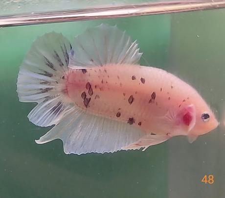 Bojovnice, samec, samica,