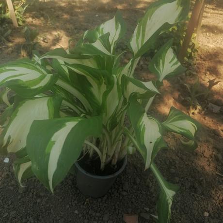 Hosta okrasné listy, 