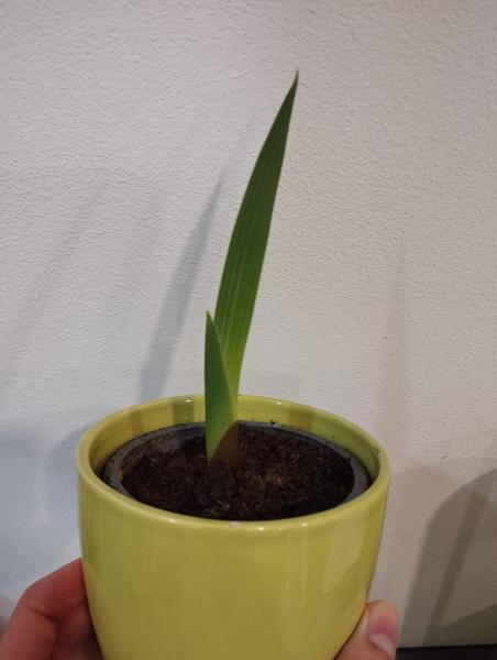 Identifikácia rastliny a starostlivosť o ňu