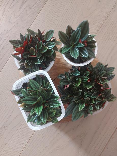 Peperomia caperata rosso - 6 velkosti,