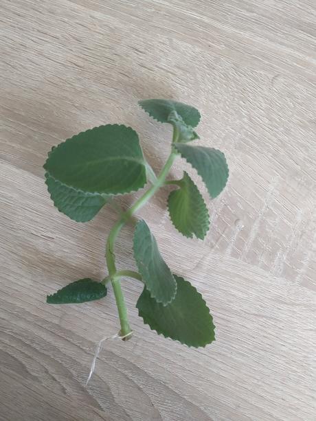 Rymovnik / nadchovnik,