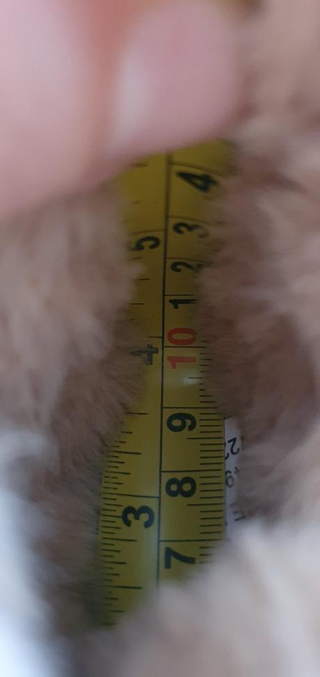 Zimné capačky, primark,<17