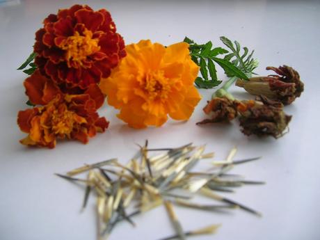 Semienka - zdravý balíček,