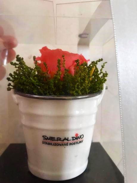 Darčekový trvácny kvet smeral dino,