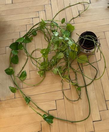 Rastlina epipremnum aureum č.14, 