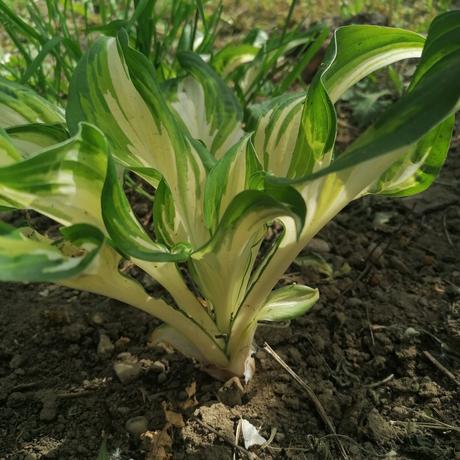 Hosta okrasné listy, 