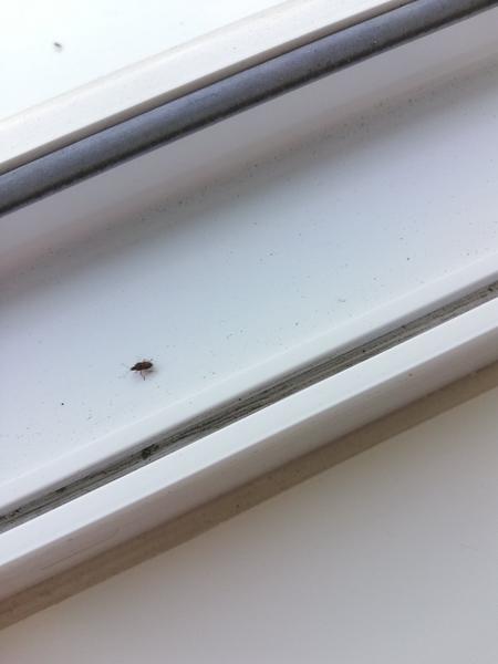 Pomoc s určením druhu hmyzu