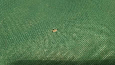 Hracia deka tiny love meadow days,