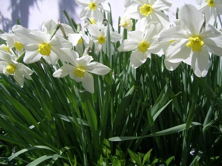 Narcis svetlý  - cibule, 