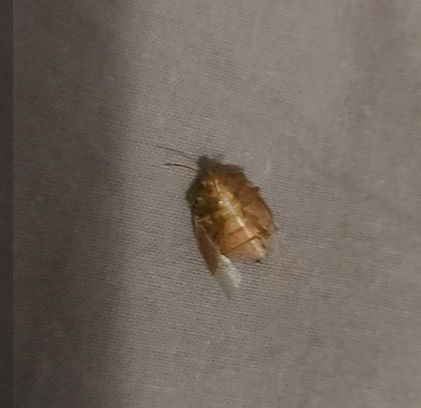 Je to ploštica? Zistite, ako rozpoznať parazity v domácnosti!