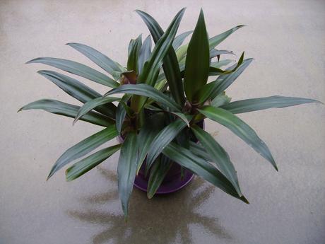 Reo / tradescantia- izbová rastlina mládniky,