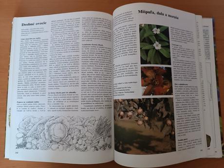 Jeseň v záhrade (1982), 