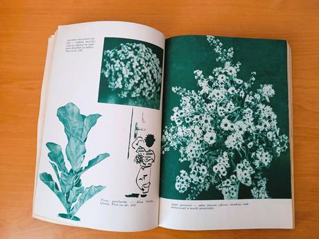 Okrasné rastliny (1960), 