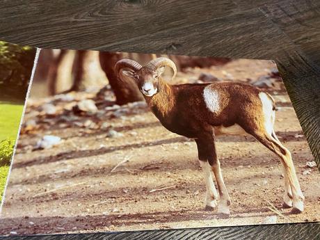 Staré retro leporelo kto býva v lese 1989,