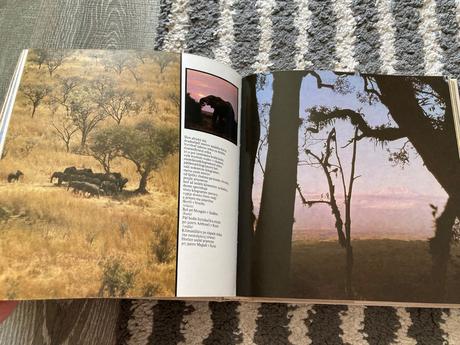 Lev nie je kráľom zvierat-prvé vyd.1981, 