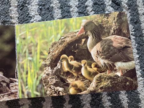 Pri vodičke, na vode /leporelo-prvé vyd.1989, 