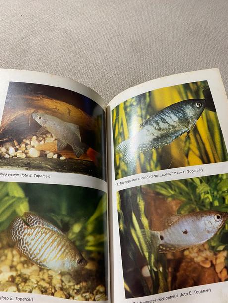 Chováme akváriové ryby 11,