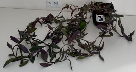 Izbová previsnutá rastlina purple heart č.3,