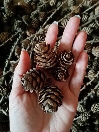 Šišky smrekovca 30 ks, 