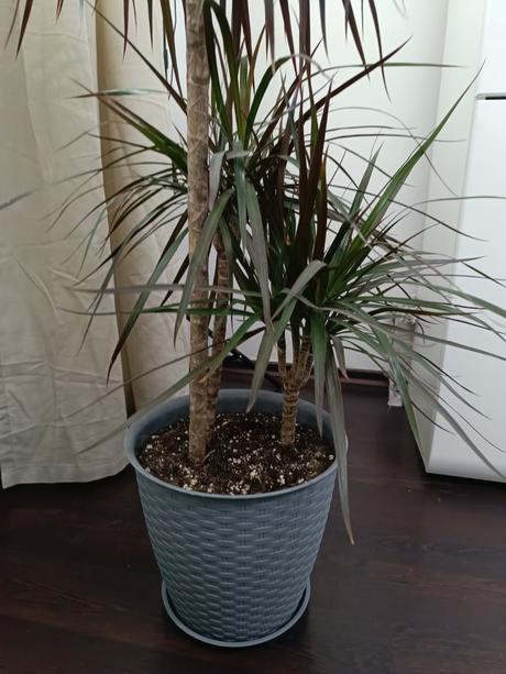 Dracena lemovana 125cm, 