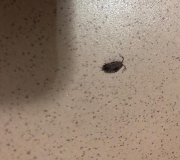 Čo to je za chrobáka?