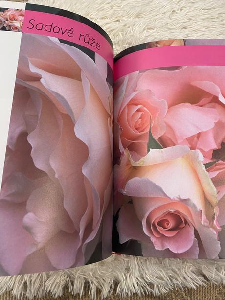 Ruže pre každého robert markley kvety ruža,