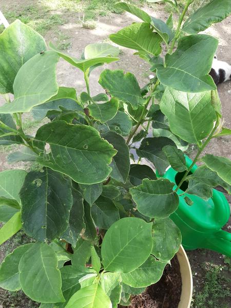 Ako pomôcť tejto magnólii?