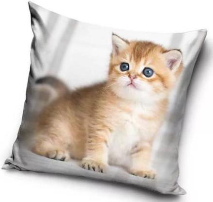 Obliečka na vankúšik 40x40 mačička ryšavá 01,