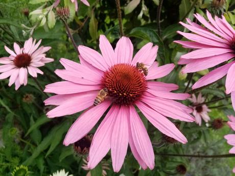 Eco voskoobrusok so vcelim voskom, vceli eko obal, 