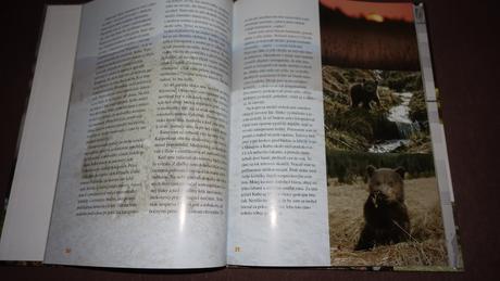 Mackovia- pol roka s nezbednymi medvedikmi,