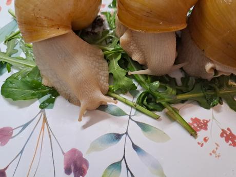 Africký slimáci lissachatina fulica hamillei, 