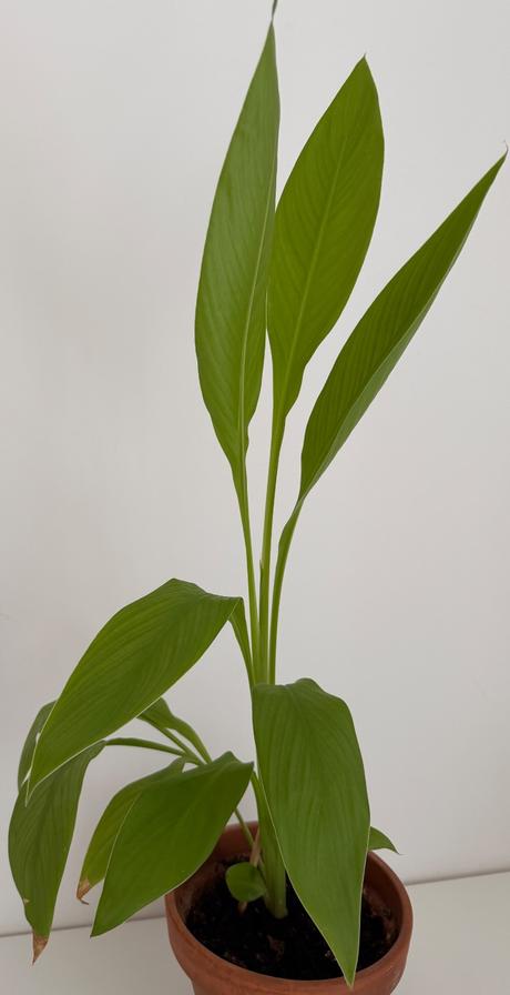 Strelitzia reginae č.12 za 7eur,