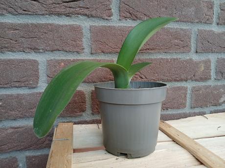 Hemant bielokvetý - haemanthus albiflos, 