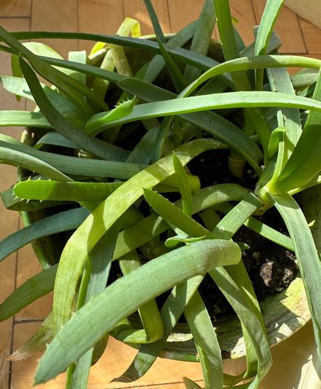 2 x aloe arborescens,