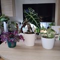 dnes som isla len kuknut ci nahodou nena