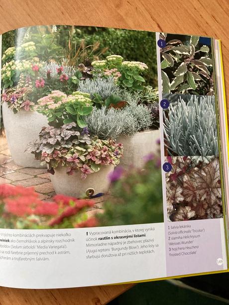 Kombinovanie kvetov v kvetináči,