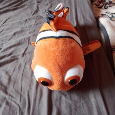 Ryba nemo, 