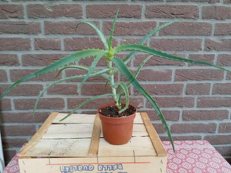 Aloe stromovitá - aloe arborescens, 