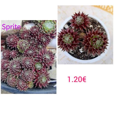 Sempervivum - skalná ruža, 